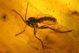 Fossil Fly, Moth Fly and a Cockroach (Blattoidea) In Baltic Amber #197675-2